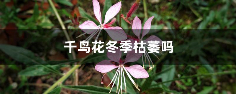 千鸟花冬季枯萎吗 千鸟花冬季枯萎吗