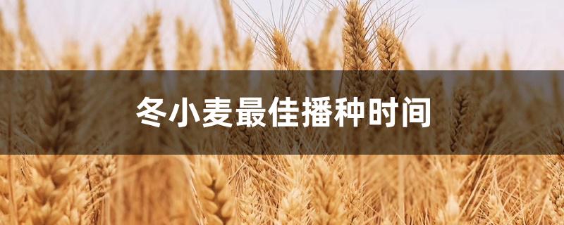 冬小麦最佳播种时间 冬小麦最佳播种时间