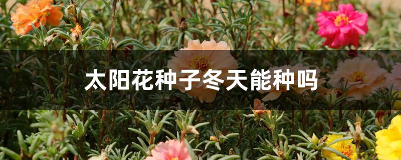 太阳花种子冬天能种吗 太阳花种子冬天能种吗