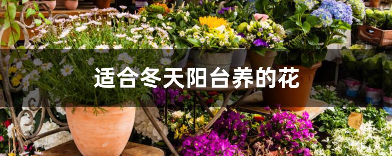 适合冬天阳台养的花 适合冬天阳台养的花