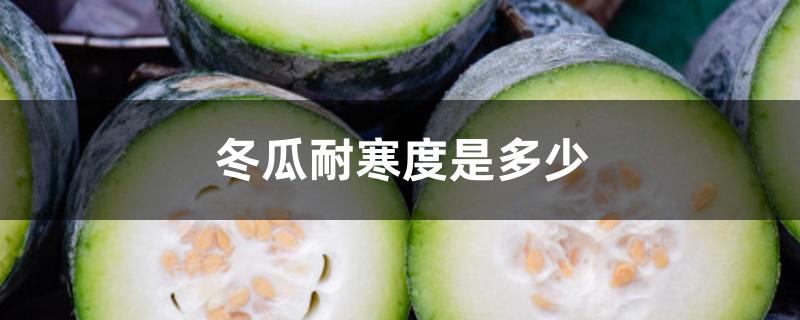冬瓜耐寒度是多少 冬瓜耐寒度是多少