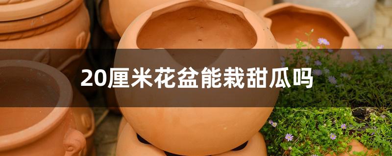 20厘米花盆能栽甜瓜吗 20厘米花盆能栽甜瓜吗