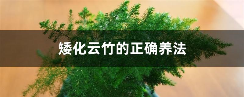 矮化云竹的正确养法 矮化云竹的正确养法