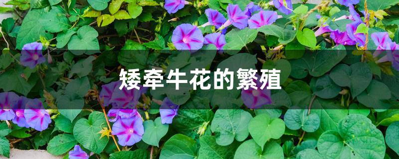 矮牵牛花的繁殖 矮牵牛花的繁殖