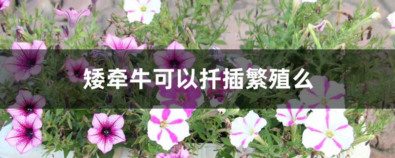 矮牵牛可以扦插繁殖么 矮牵牛可以扦插繁殖么