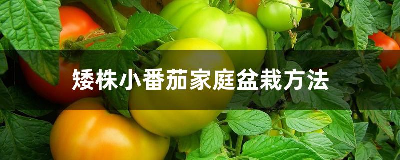 矮株小番茄家庭盆栽方法 矮株小番茄家庭盆栽方法