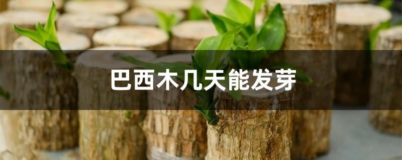 巴西木几天能发芽 巴西木几天能发芽