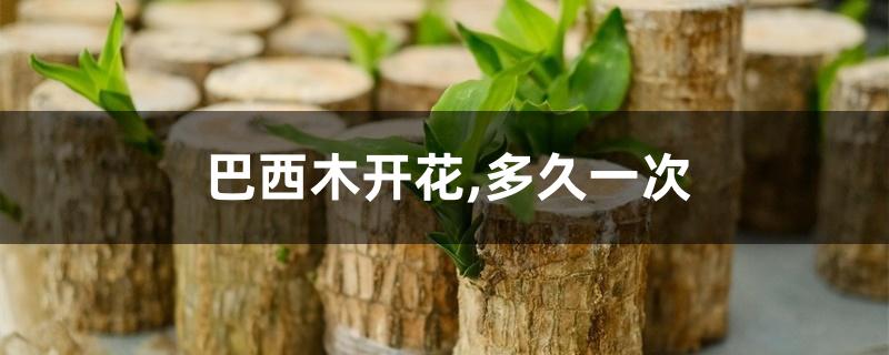 巴西木开花,多久一次 巴西木开花,多久一次