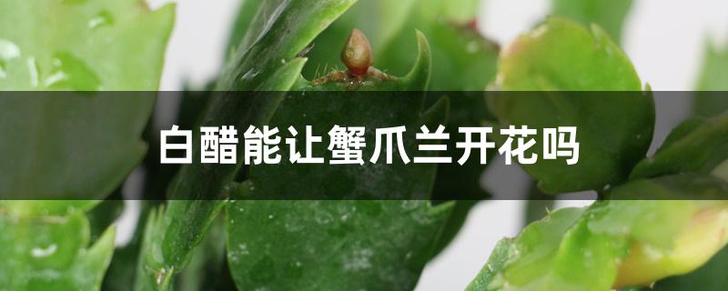 白醋能让蟹爪兰开花吗 白醋能让蟹爪兰开花吗
