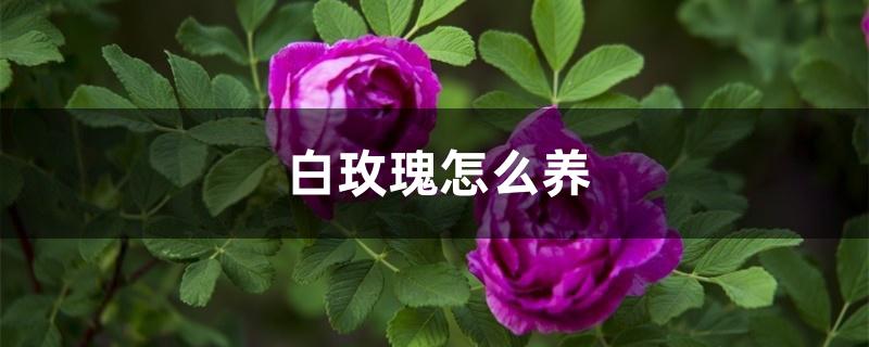 白玫瑰怎么养 白玫瑰怎么养
