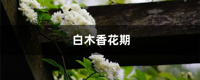白木香花期 白木香花期