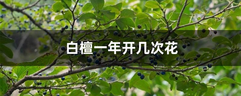 白檀一年开几次花 白檀一年开几次花