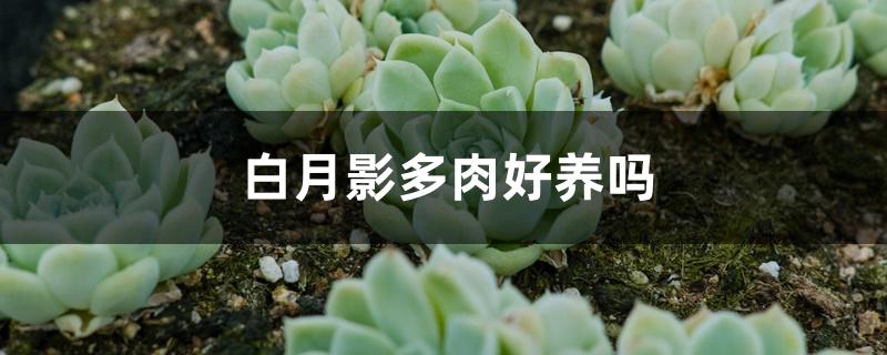 白月影多肉好养吗 白月影多肉好养吗