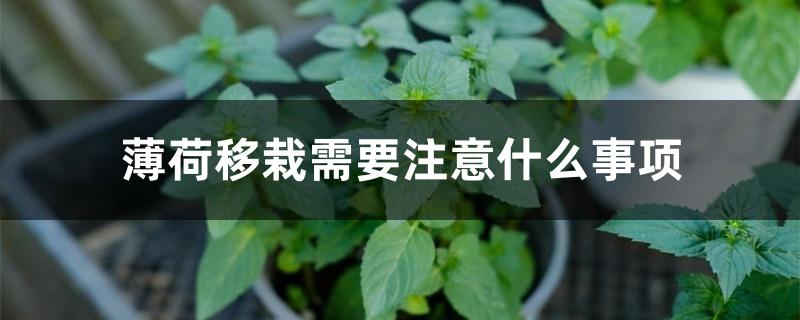 薄荷移栽需要注意什么事项