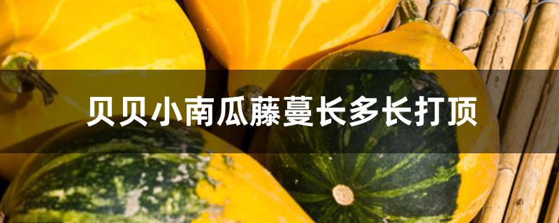 贝贝小南瓜藤蔓长多长打顶 贝贝小南瓜藤蔓长多长打顶