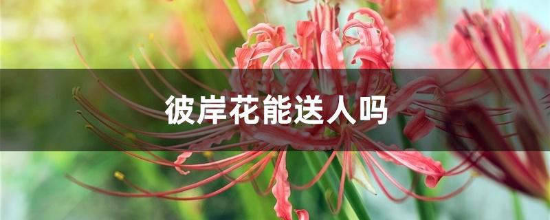 彼岸花能送人吗 彼岸花能送人吗