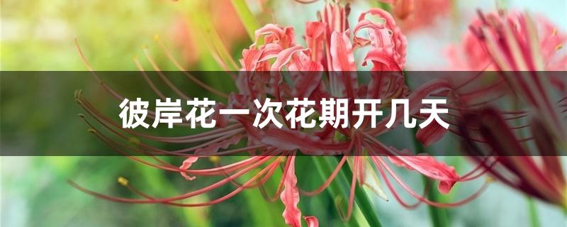 彼岸花一次花期开几天 彼岸花一次花期开几天