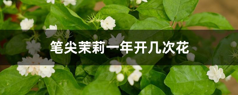 笔尖茉莉一年开几次花 笔尖茉莉一年开几次花