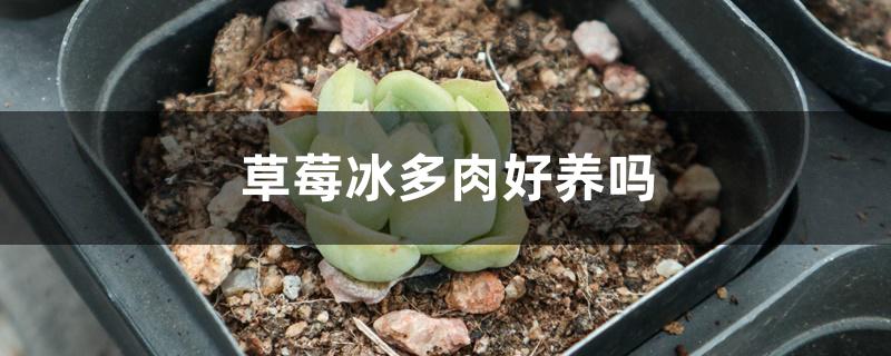 草莓冰多肉好养吗 草莓冰多肉好养吗