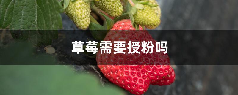 草莓需要授粉吗 草莓需要授粉吗