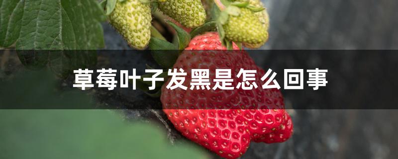 草莓叶子发黑是怎么回事 草莓叶子发黑是怎么回事