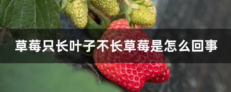 草莓只长叶子不长草莓是怎么回事 草莓只长叶子不长草莓是怎么回事