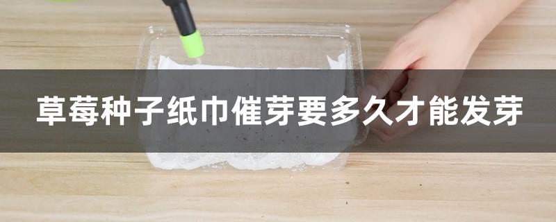 草莓种子纸巾催芽要多久才能发芽 草莓种子纸巾催芽要多久才能发芽