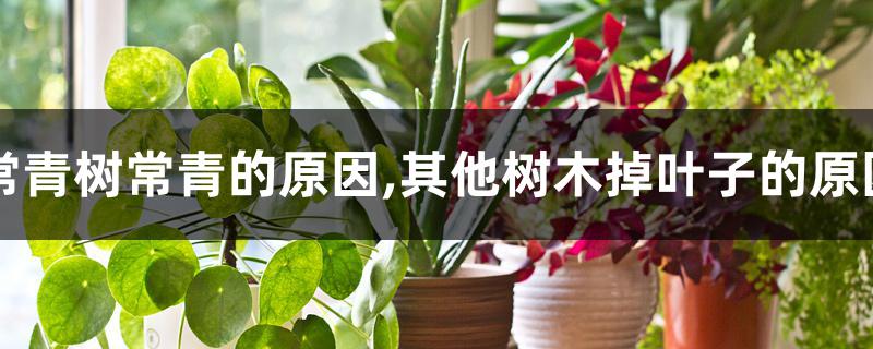 常青树常青的原因,其他树木掉叶子的原因 常青树常青的原因,其他树木掉叶子的原因