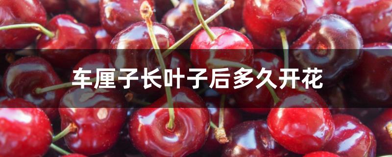 车厘子长叶子后多久开花 车厘子长叶子后多久开花