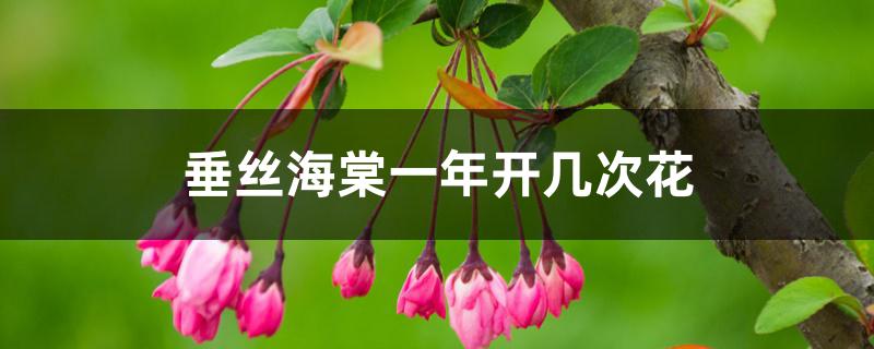 垂丝海棠一年开几次花 垂丝海棠一年开几次花