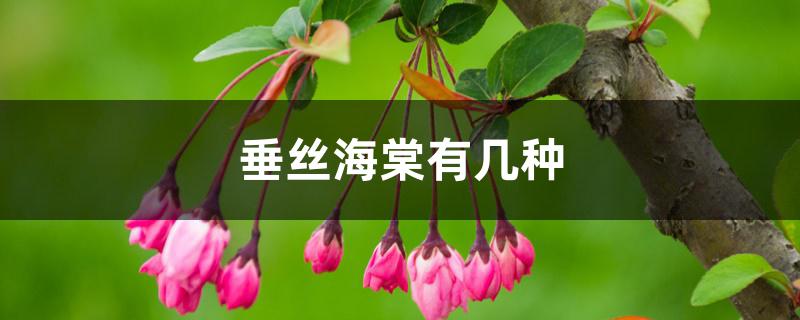 垂丝海棠有几种 垂丝海棠有几种