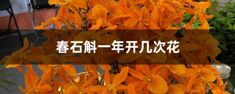 春石斛一年开几次花 春石斛一年开几次花