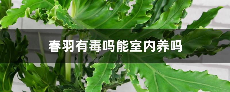 春羽有毒吗能室内养吗 春羽有毒吗能室内养吗