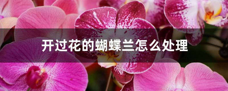开过花的蝴蝶兰怎么处理 开过花的蝴蝶兰怎么处理