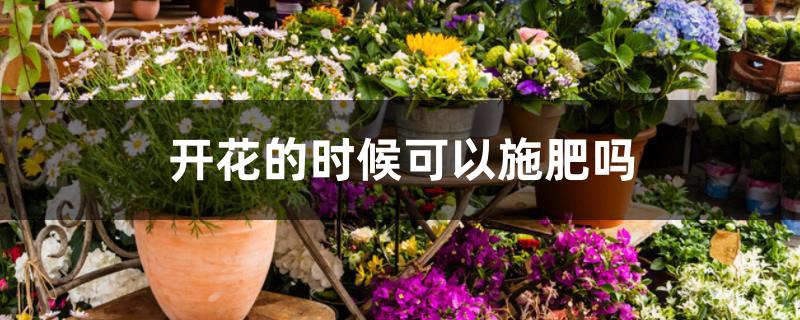 开花的时候可以施肥吗 开花的时候可以施肥吗