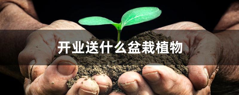 开业送什么盆栽植物 开业送什么盆栽植物