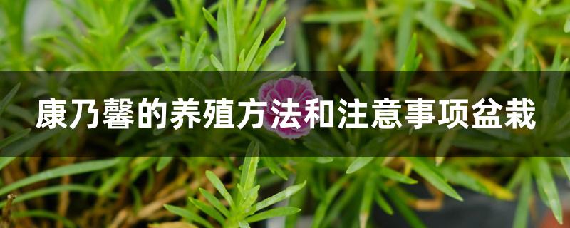 康乃馨的养殖方法和注意事项盆栽 康乃馨的养殖方法和注意事项盆栽