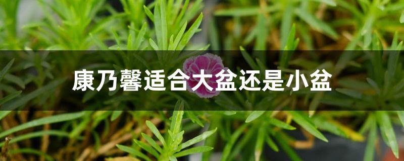 康乃馨适合大盆还是小盆 康乃馨适合大盆还是小盆