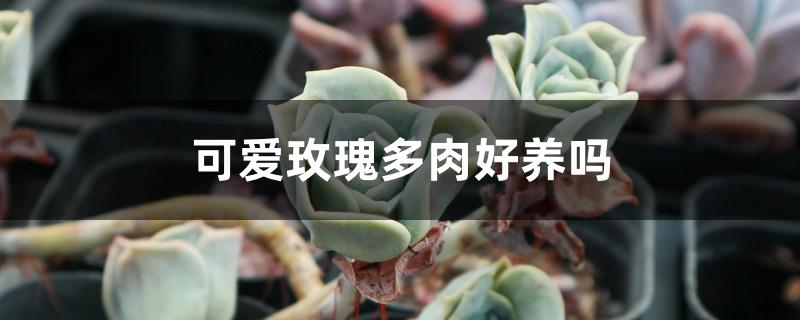 可爱玫瑰多肉好养吗 可爱玫瑰多肉好养吗