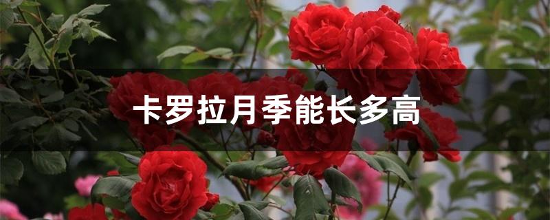 卡罗拉月季能长多高 卡罗拉月季能长多高