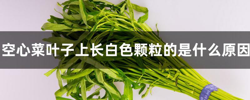 空心菜叶子上长白色颗粒的是什么原因 空心菜叶子上长白色颗粒的是什么原因