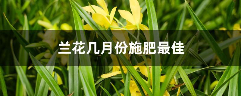 兰花几月份施肥最佳 兰花几月份施肥最佳