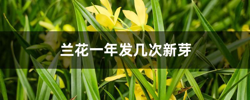 兰花一年发几次新芽 兰花一年发几次新芽