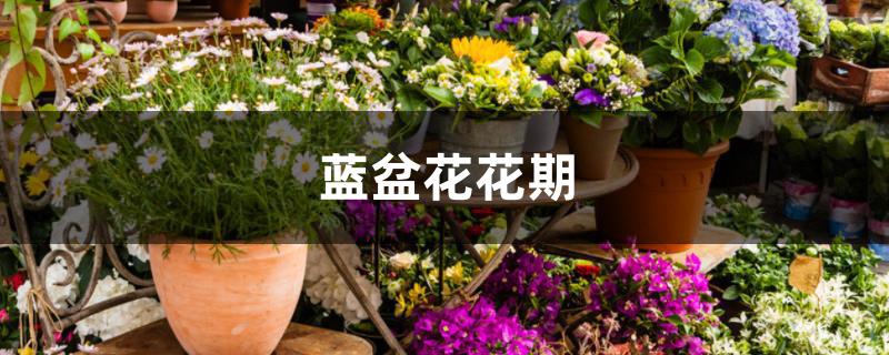 蓝盆花花期 蓝盆花花期