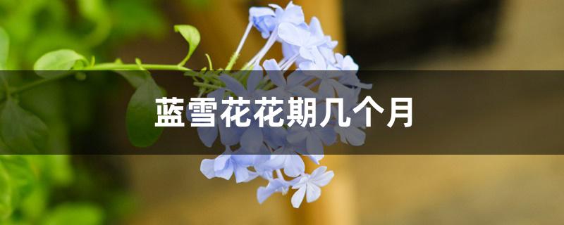 蓝雪花花期几个月 蓝雪花花期几个月