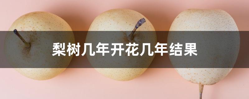 梨树几年开花几年结果 梨树几年开花几年结果