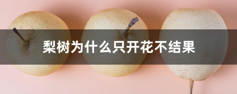 梨树为什么只开花不结果 梨树为什么只开花不结果