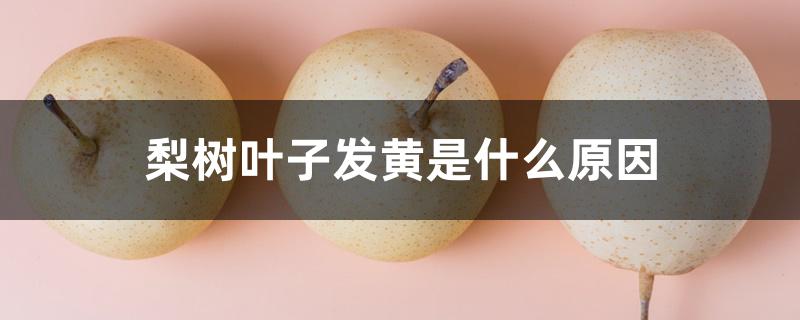梨树叶子发黄是什么原因 梨树叶子发黄是什么原因