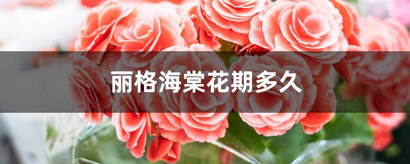 丽格海棠花期多久 丽格海棠花期多久