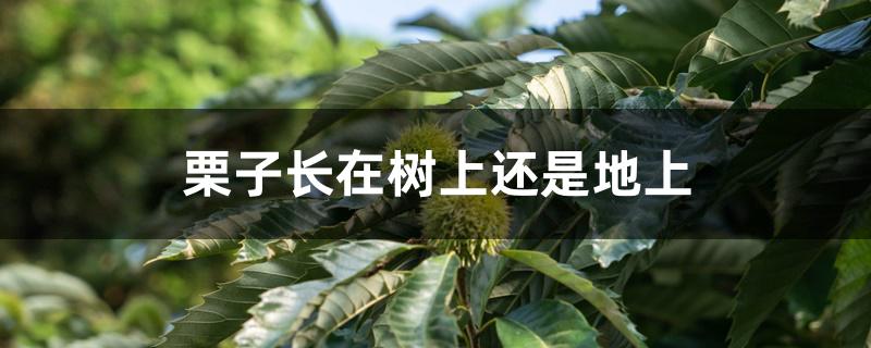 栗子长在树上还是地上 栗子长在树上还是地上